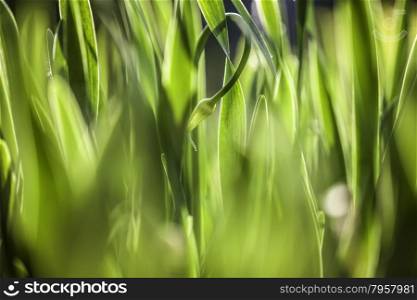 Green grass. Soft focus. The Beautiful spring flowers background. Nature bokeh.