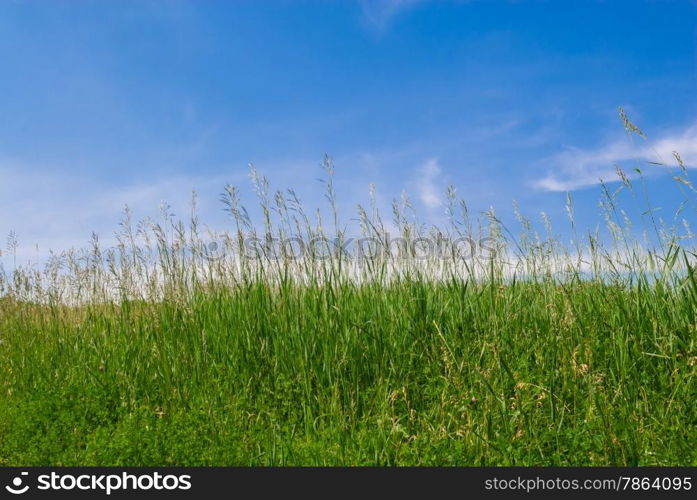 Green grass stalks against blue sky in summer.