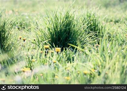 Green grass sunny meadow