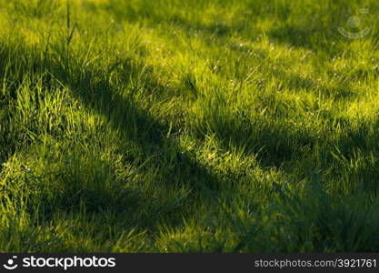 Green grass sunny meadow