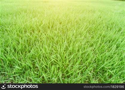 Green grass texture as background. Natural meadow landscape.