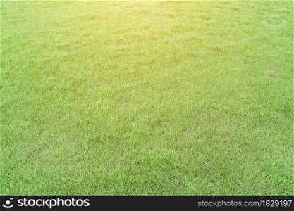 Green grass texture as background. Natural meadow landscape.