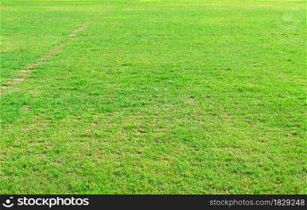 Green grass texture background. Element of design green lawn for golf or football field backgrounds.