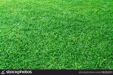 Green grass texture background. Element of design green lawn for golf or football field backgrounds.