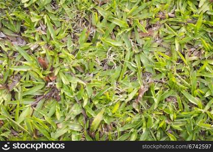green grass texture background, for environmental theme. Close-up view with more details.