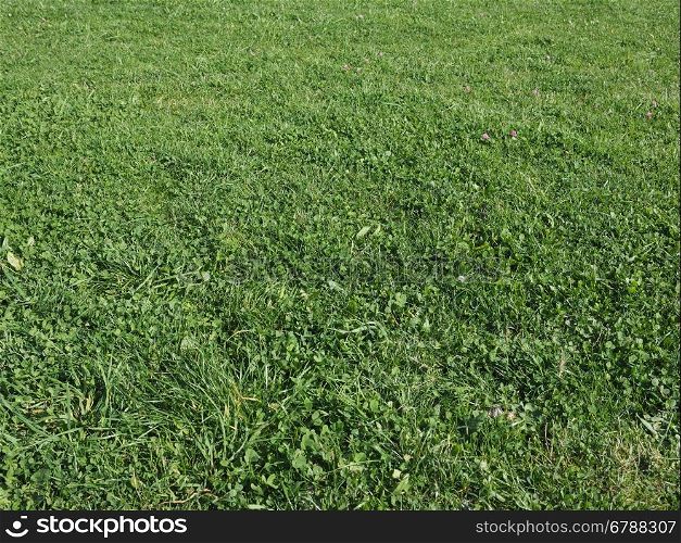 Green grass texture background. Green grass texture useful as a background