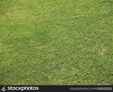 green grass texture background. green grass texture useful as a background