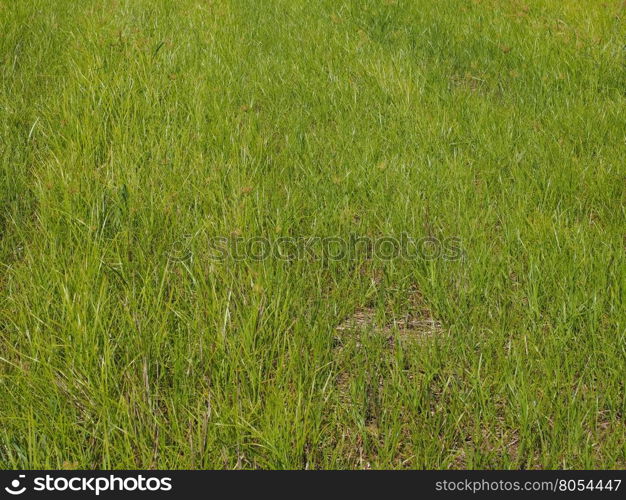 Green grass texture background. Green grass texture useful as a background