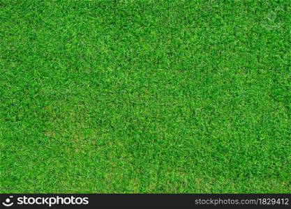 Green grass texture background. Top view of sport background.