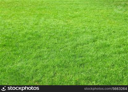 Green grass texture can be used for background