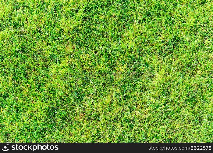 Green grass texture for nature background