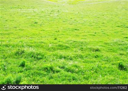 green grass texture from a field
