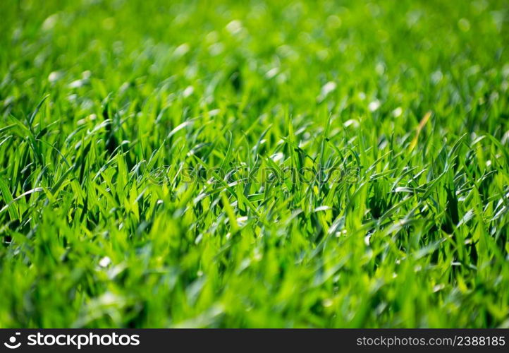 Green grass texture from a field