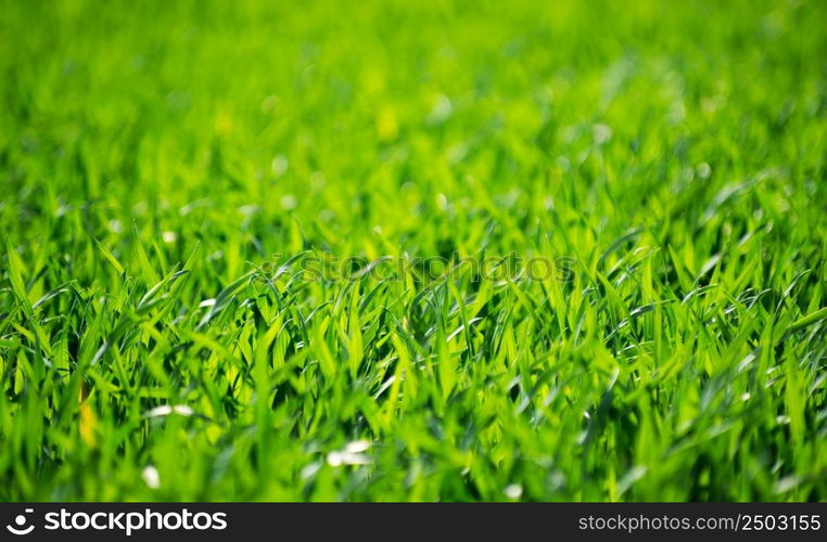 Green grass texture from a field