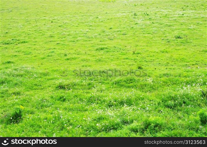 green grass texture from a field