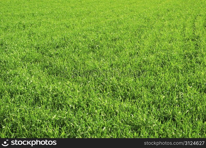 Green grass texture from a field