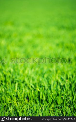 Green grass texture from a field