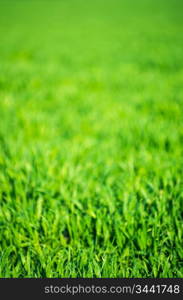 Green grass texture from a field