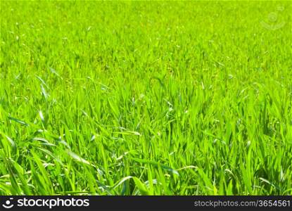 Green grass texture from a field