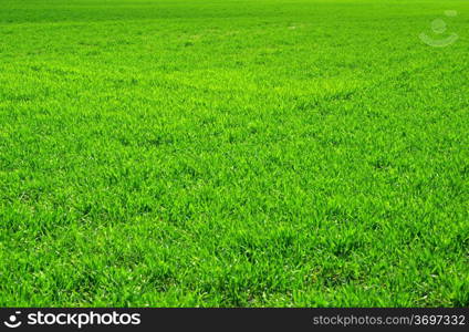 Green grass texture from a field