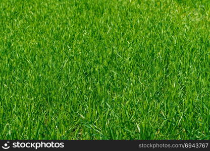 Green grass texture from a field