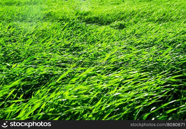 Green grass texture from a field