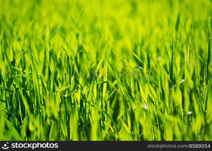 Green grass texture from a field