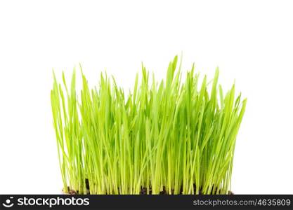 Green grass texture in earth isolated on white background