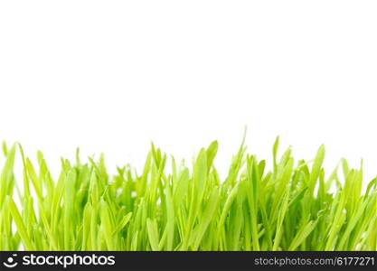 Green grass texture isolated on white background. Plant with water drops