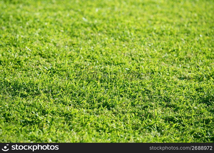 Green grass texture macro detail with selective focus