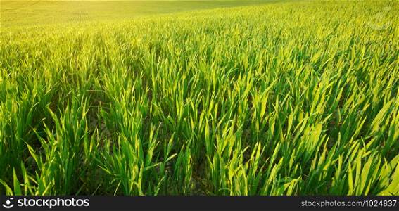Green grass texture. Nature composition.