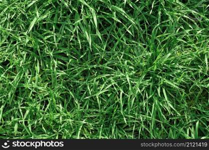 Green grass, top view, texture for background or wallpaper. Green lawn, pattern and texture background for text or advertising. Grass with dew drops.