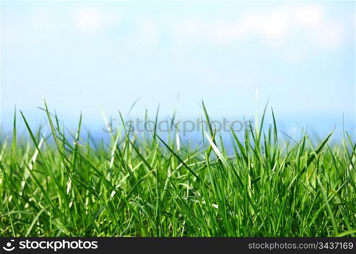 green grass under blue sky