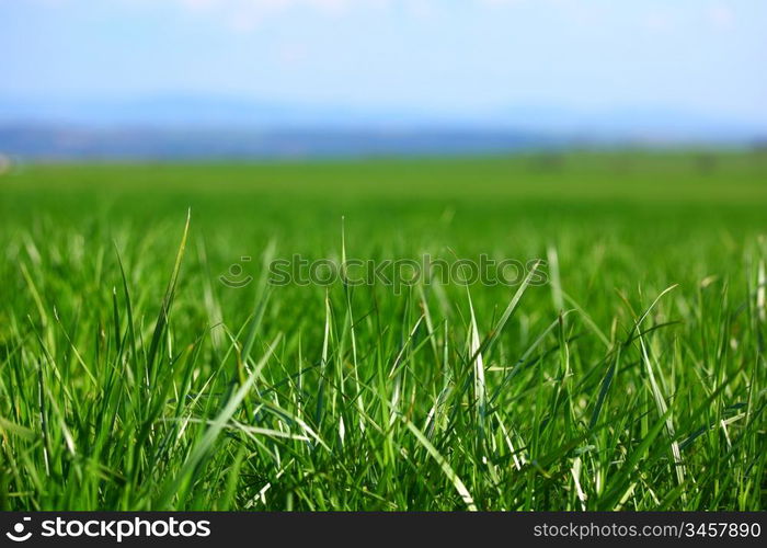 green grass under blue sky