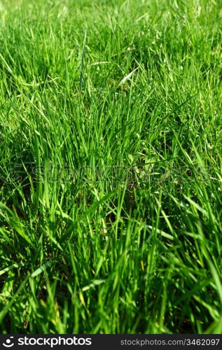 green grass under blue sky