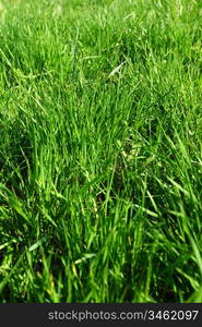 green grass under blue sky