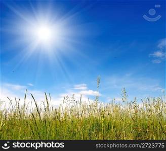 green grass under blue sky beauty background