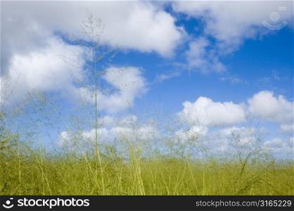 Green Grass Under Clouds