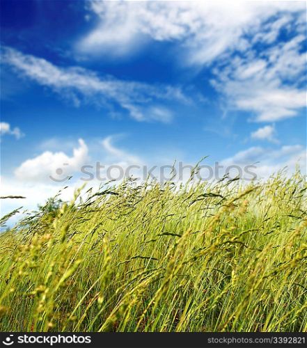 green grass under sky and wind blowing