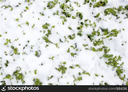 Green grass under the snow