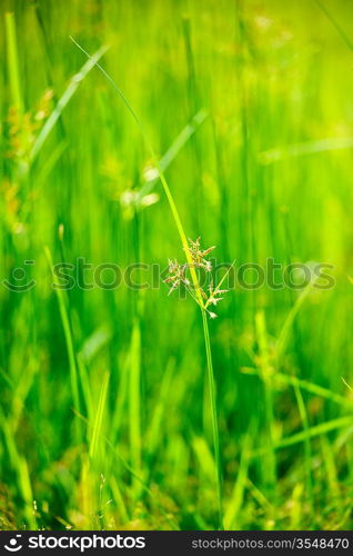 Green grass - very shallow depth of field