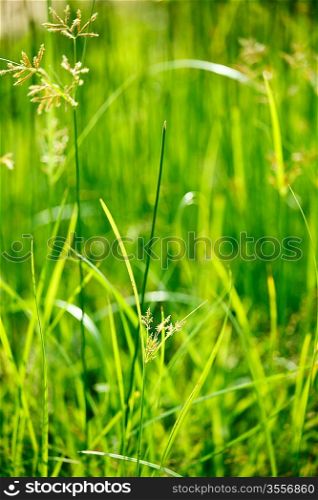 Green grass - very shallow depth of field