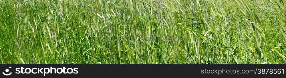 green grass wheat closeup panorama