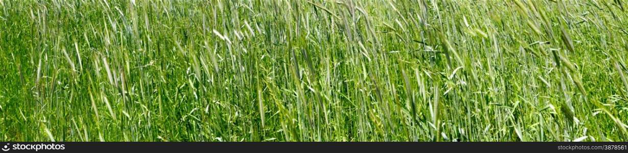 green grass wheat closeup panorama