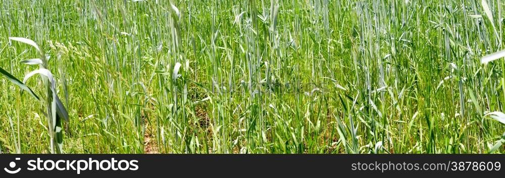 green grass wheat closeup panorama