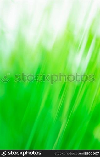 Green grass wild meadow blurred bio backgrounds. Ornamental bokeh grasses in natural sunlight.. Amazing green plants blurred greenery background. Fresh green grass blurred background