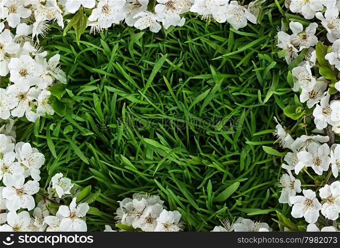 Green grass with blooming apple tree branch