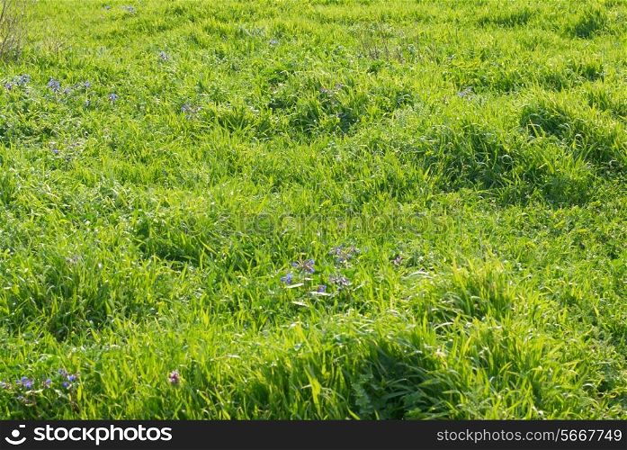 Green grass with blue flowers can be used for background