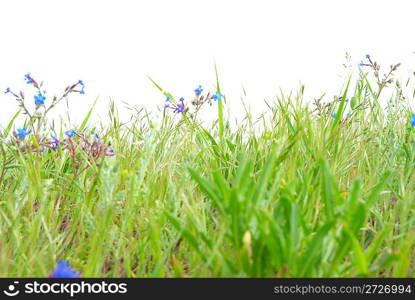 Green grass with blue flowers isolated on the white background