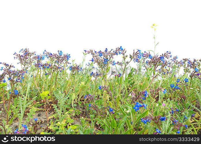 Green grass with blue flowers isolated on the white background